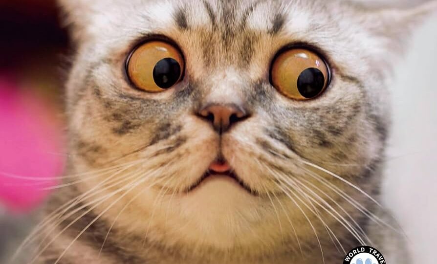 2025 Wall Calendar Funny Calendar 2025 January 2025 December 2025 Wall Calendar Funny Animal Memes 12