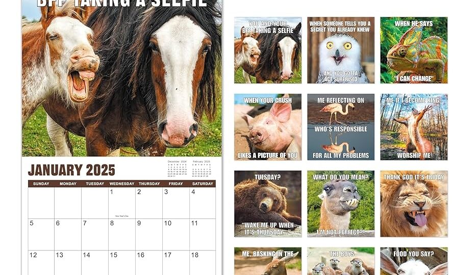 Amazon 2025 Wall Calendar Animal Memes Wall Calendar 2025 From Jan 2025 Dec 2025 Funny Calendar Gag Gifts 12