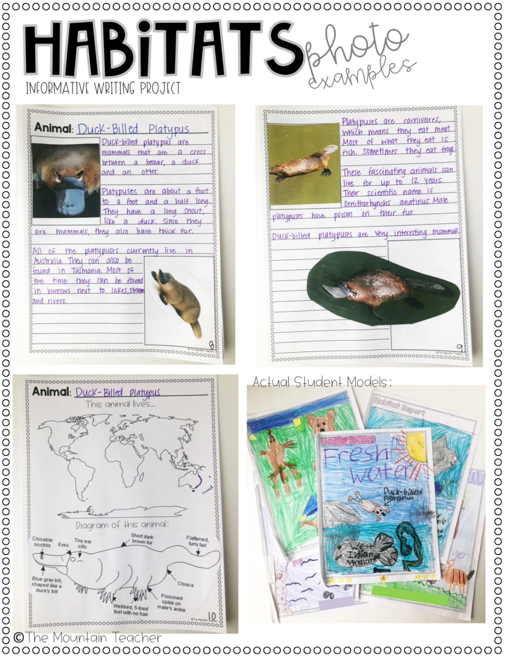 Animal Research Report Template Informative Writing Prompt Made By Teachers