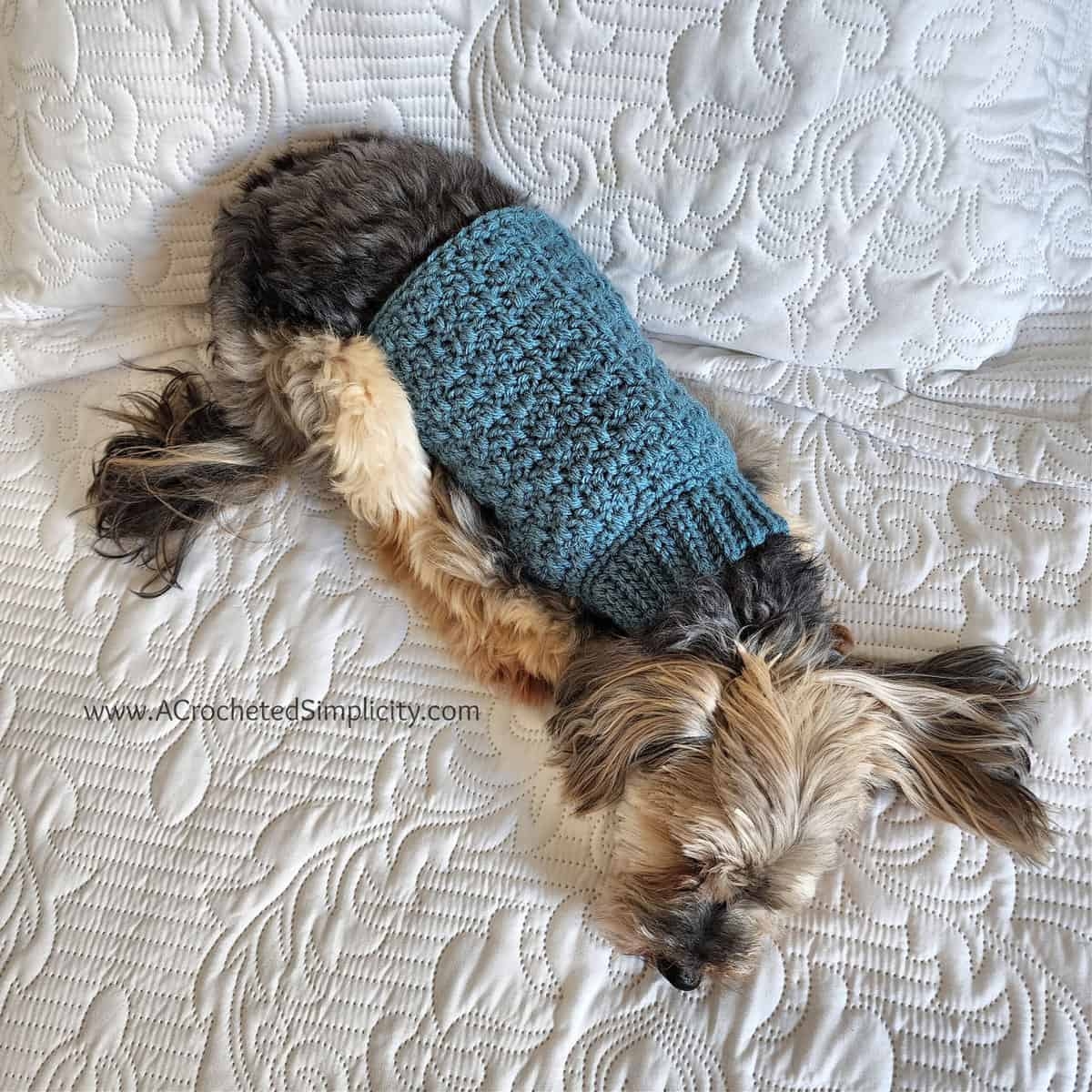 Chewy s Crochet Dog Sweater Free Crochet Pattern For Pets A Crocheted Simplicity Chewy s Crochet Dog Sweater Free Crochet Pattern For Pets A Crocheted Simplicity