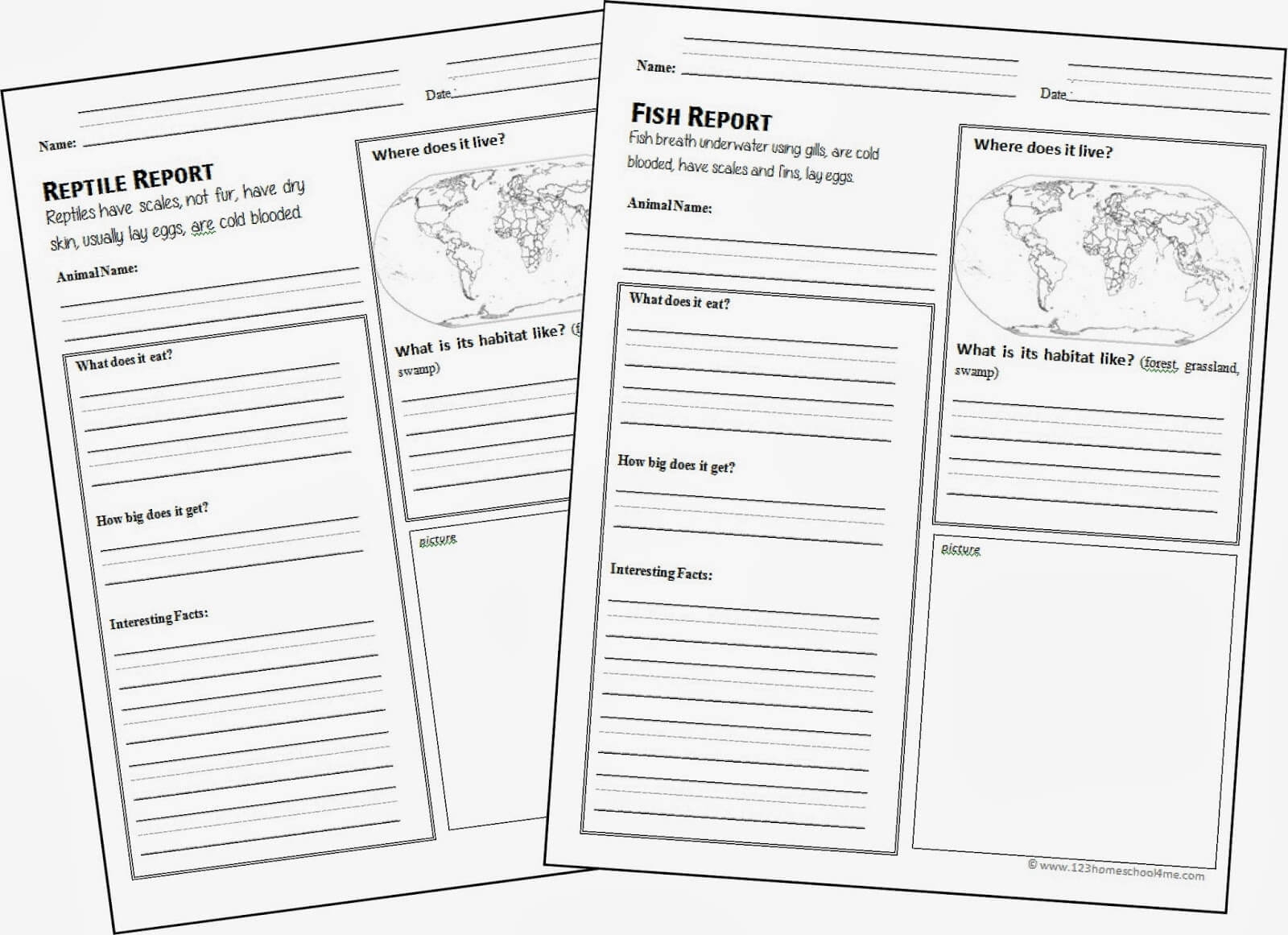 FREE Animal Report Template