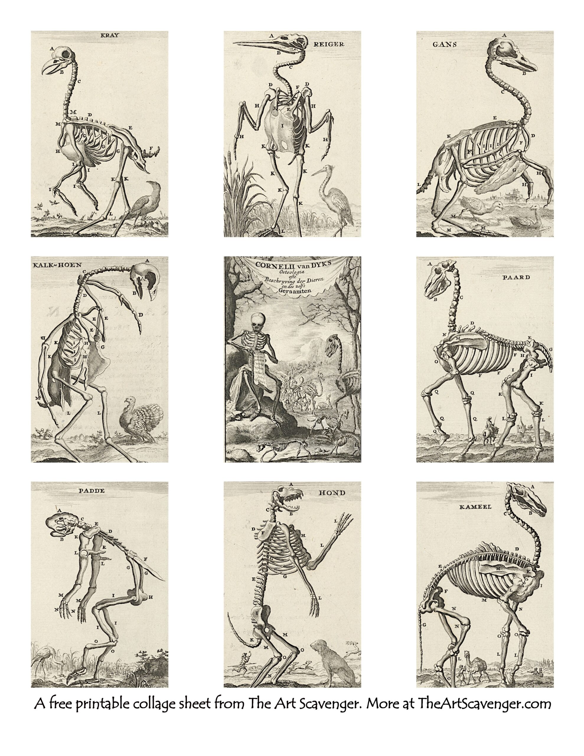Free Animal Skeleton Illustration Collage Sheet Printables The Art Scavenger