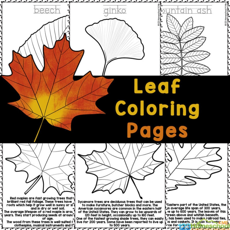 FREE Fall Leaf Coloring Pages With Realistic Pictures To Color