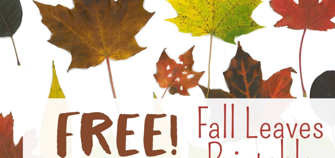 Free Fall Leaf Printables