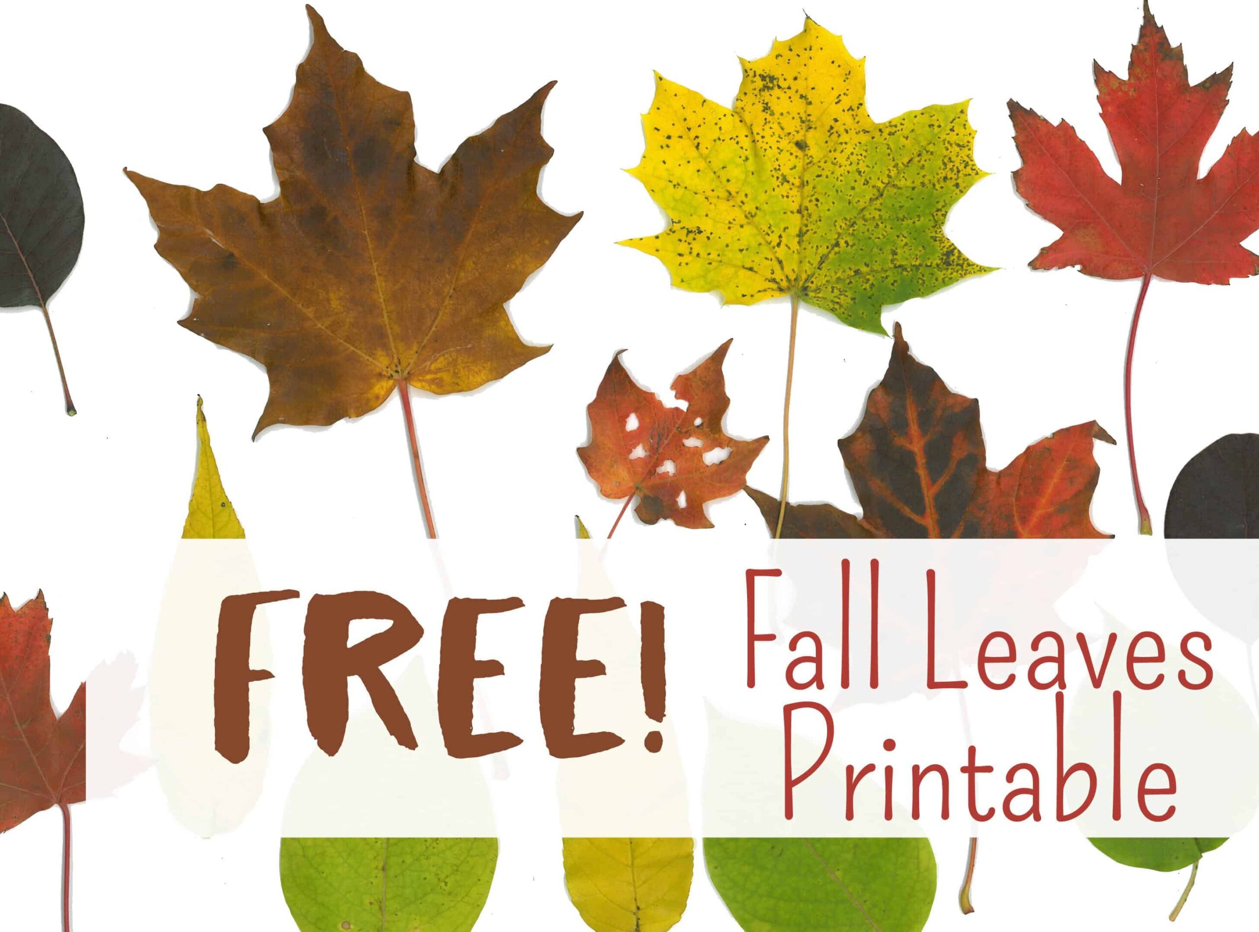 Free Fall Leaf Printables 