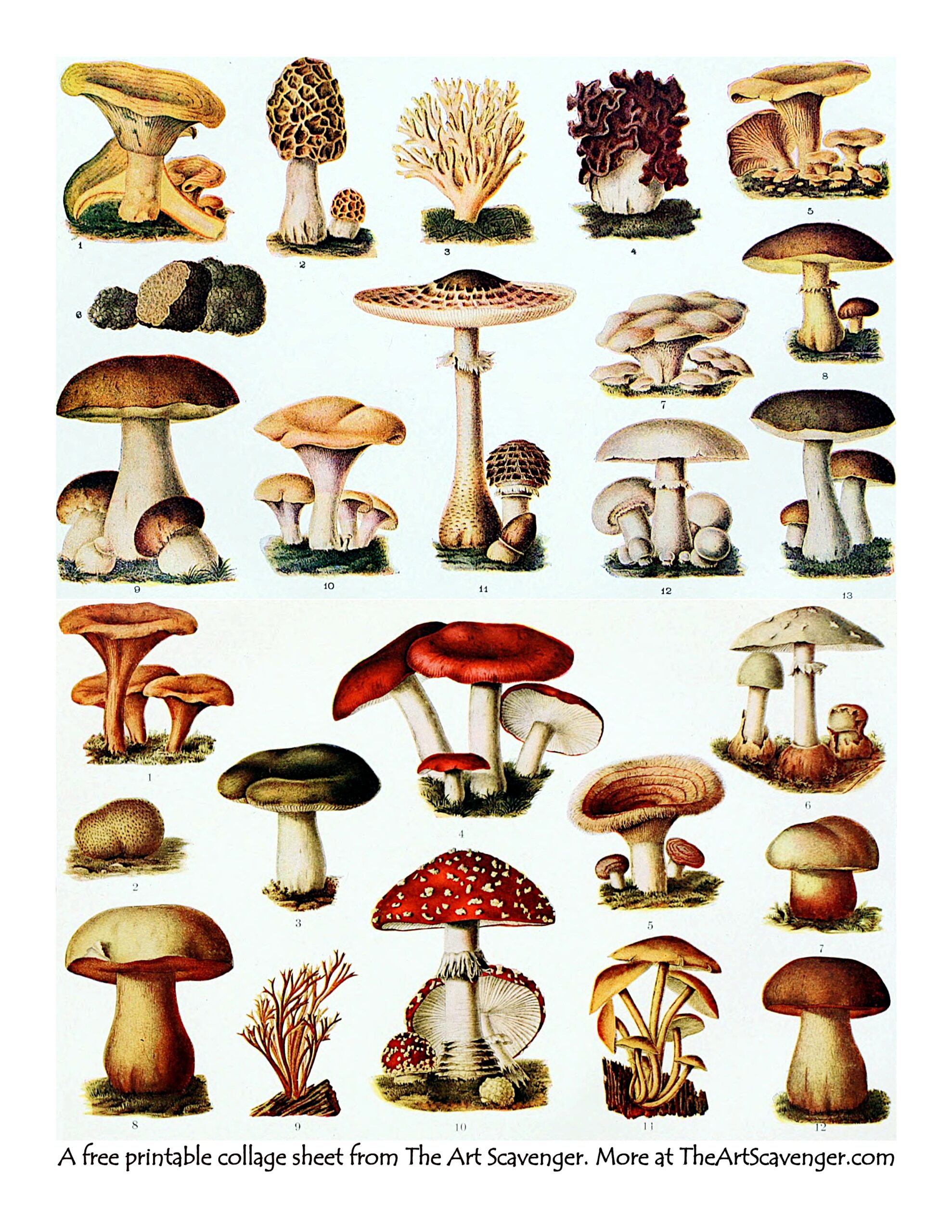 Free Printable Mushroom Collage Sheet The Art Scavenger Free Printable Mushroom Collage Sheet The Art Scavenger
