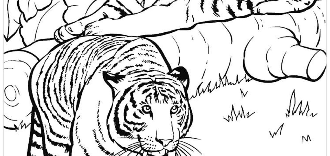 Free Tiger Drawing To Download And Color Tiger Coloring Pages