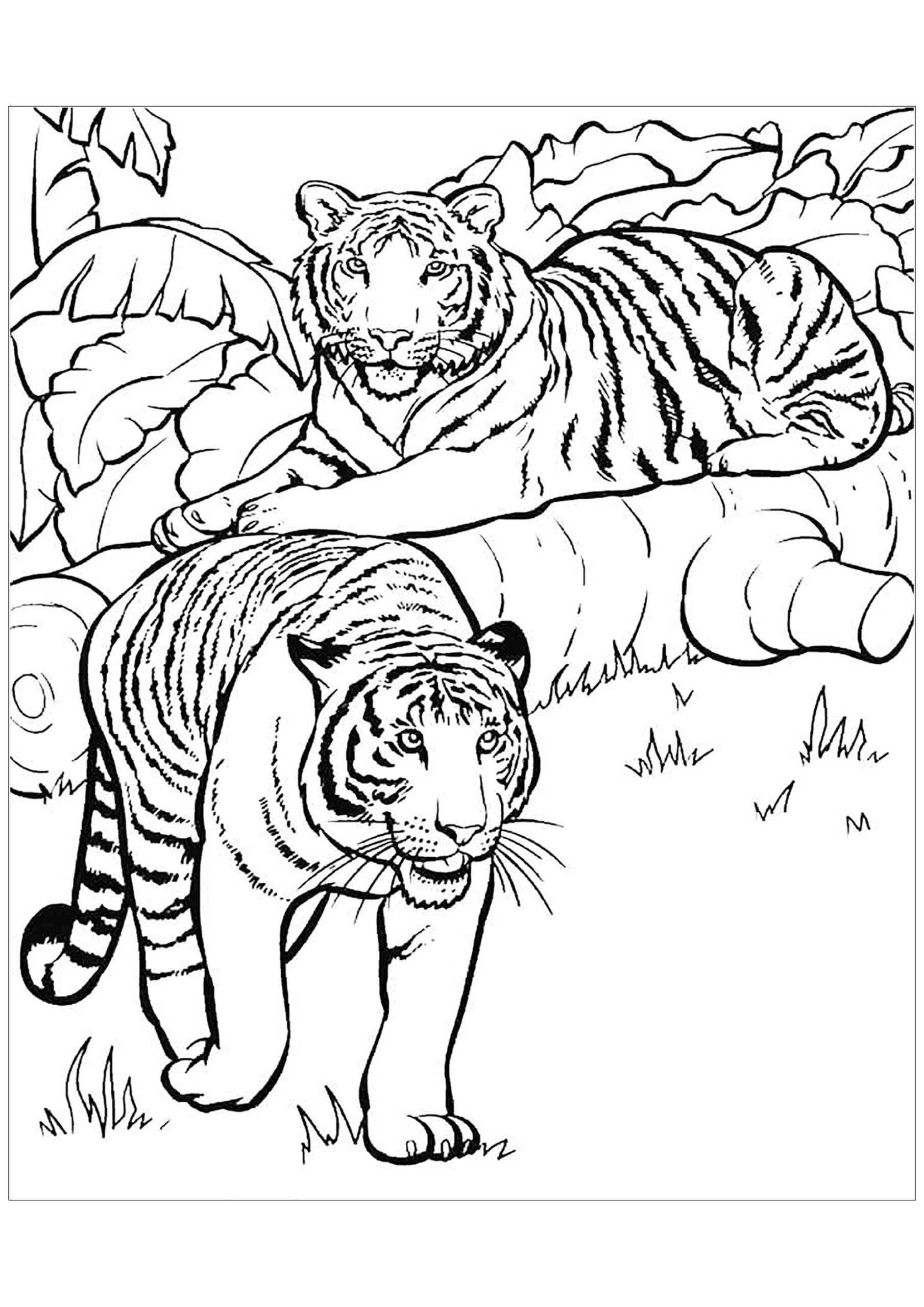 Free Tiger Drawing To Download And Color Tiger Coloring Pages