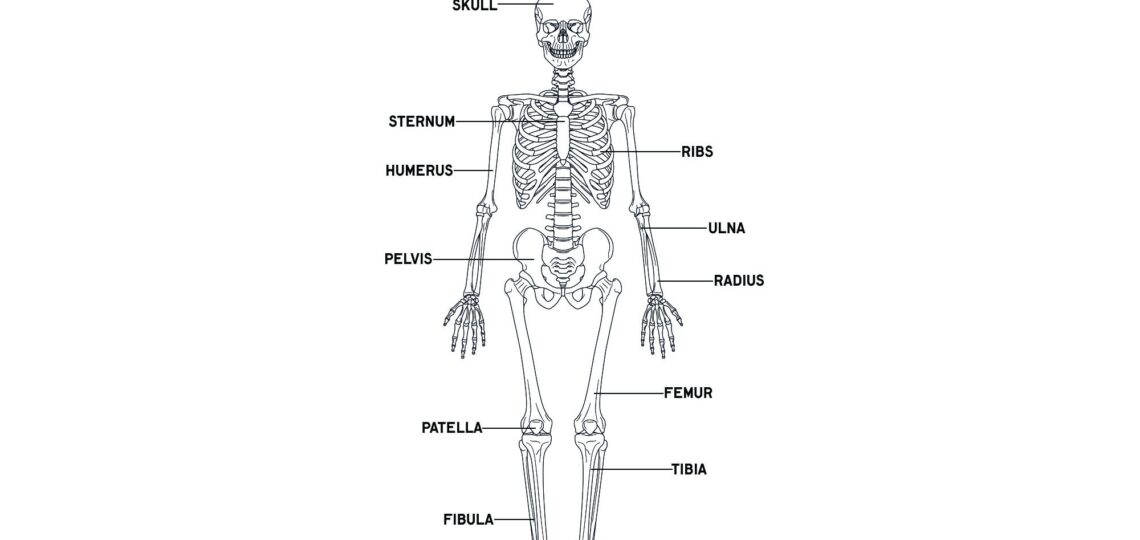 Skeleton Anatomy Bones U0026 Motion AnatomyStuff
