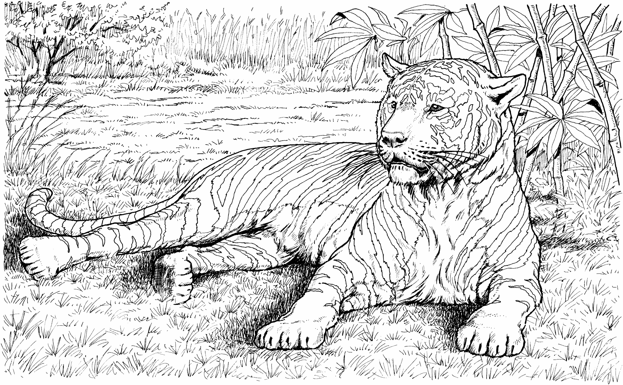 Tiger 13742 Animals Free Printable Coloring Pages